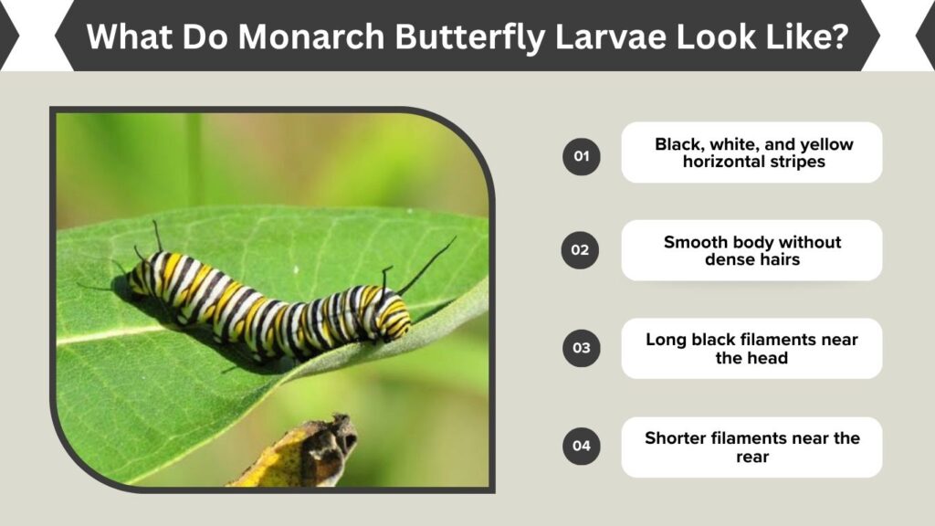 What Do Monarch Butterfly Larvae Look Like?