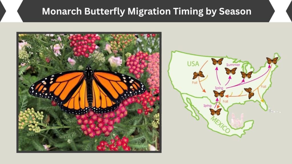 Monarch Butterfly Migration Timing by Season