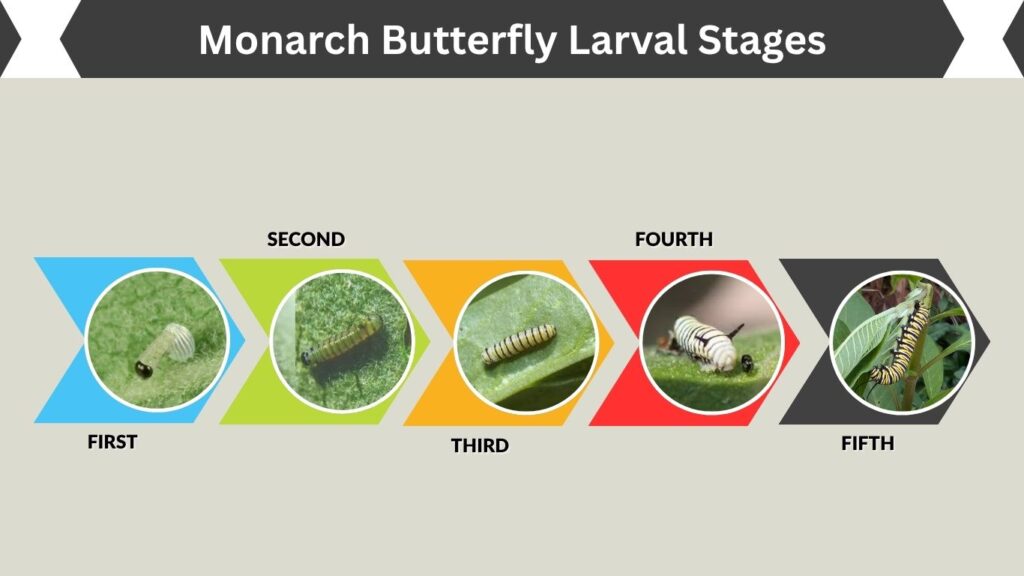 Monarch Butterfly Larval Stages