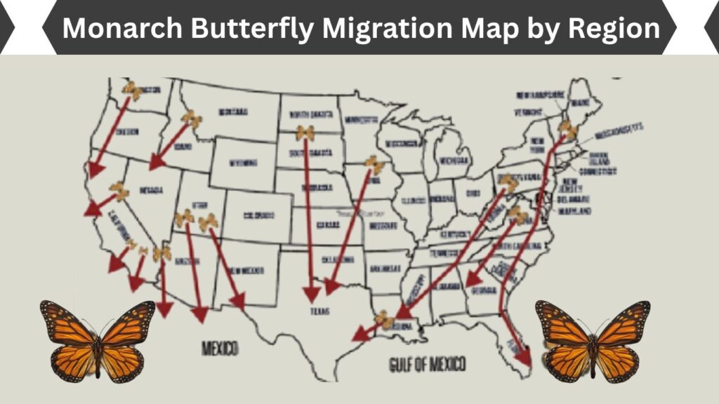Monarch Butterfly Migration Map by Region
