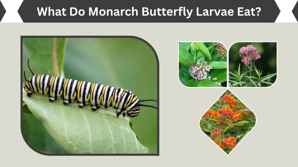 What Do Monarch Butterfly Larvae Eat?