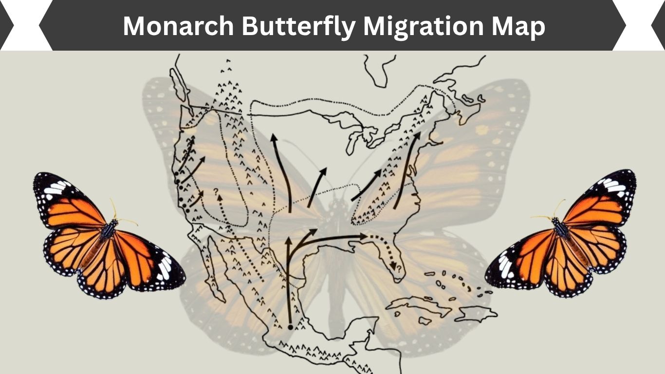 Monarch Butterfly Migration Map: Routes, Timing & States