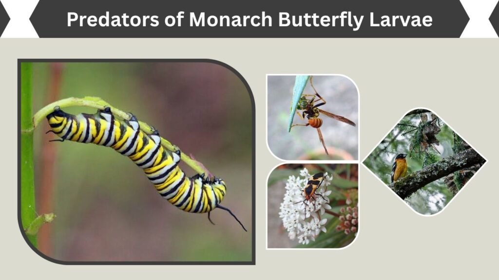 Predators of Monarch Butterfly Larvae