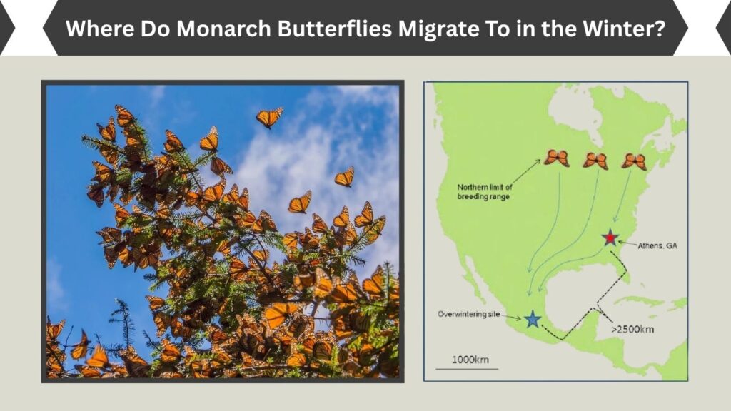 Where Do Monarch Butterflies Migrate To in the Winter?