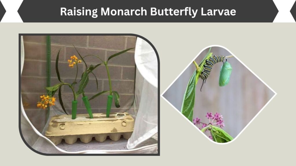 Raising Monarch Butterfly Larvae