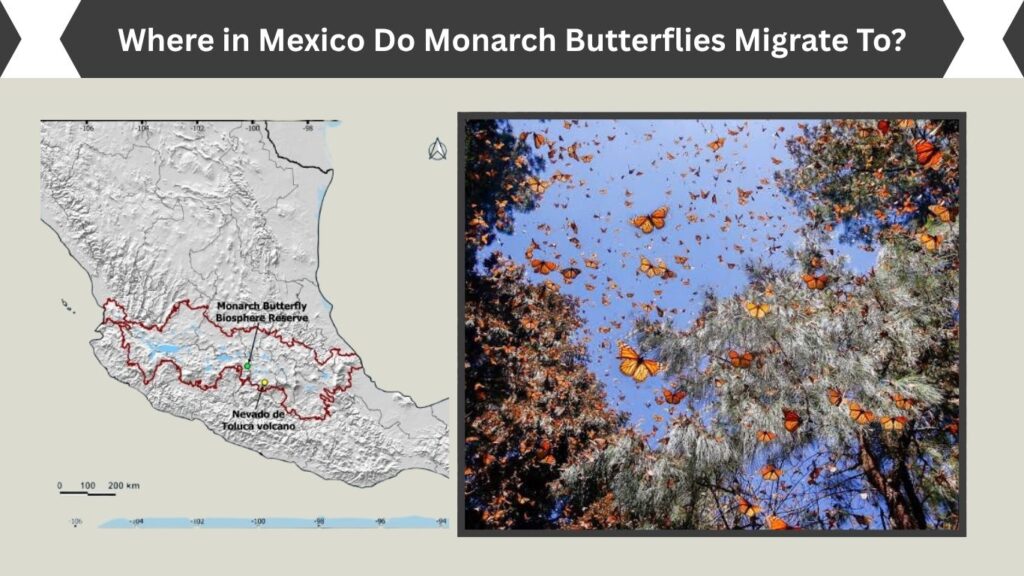 Where in Mexico Do Monarch Butterflies Migrate To?