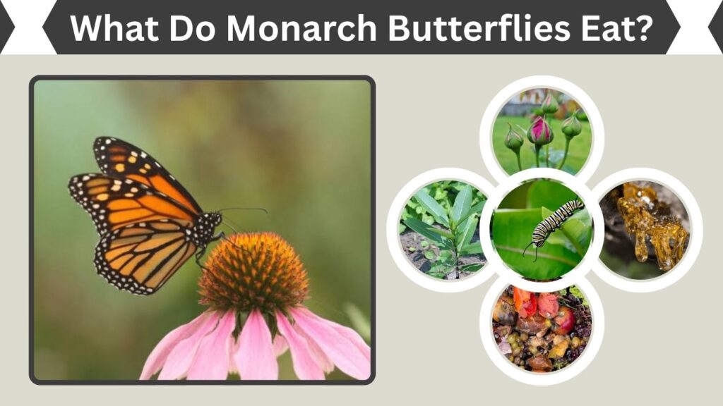 What Do Monarch Butterflies Eat? A Complete Food Guide