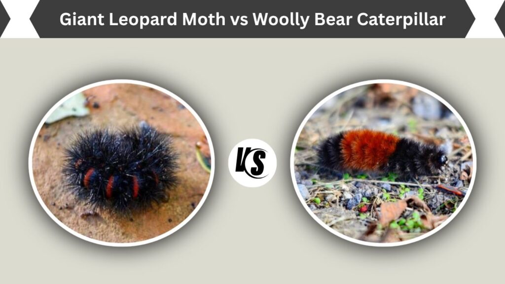 Giant Leopard Moth vs Woolly Bear Caterpillar