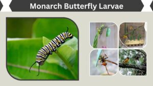 Monarch Butterfly Larvae: Identification, Food and Stages