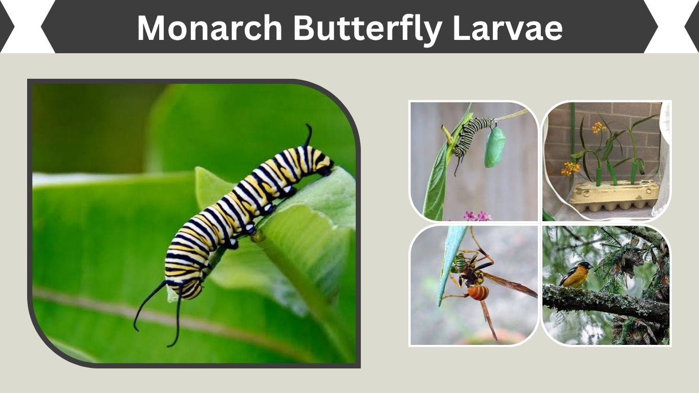Monarch Butterfly Larvae: Identification, Food and Stages