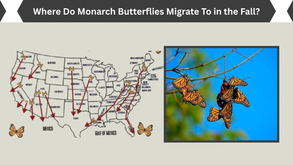 Where Do Monarch Butterflies Migrate To in the Fall?