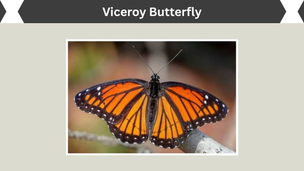 Viceroy Butterfly