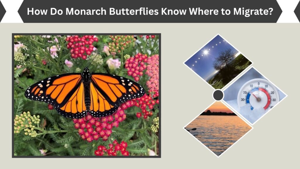 How Do Monarch Butterflies Know Where to Migrate?