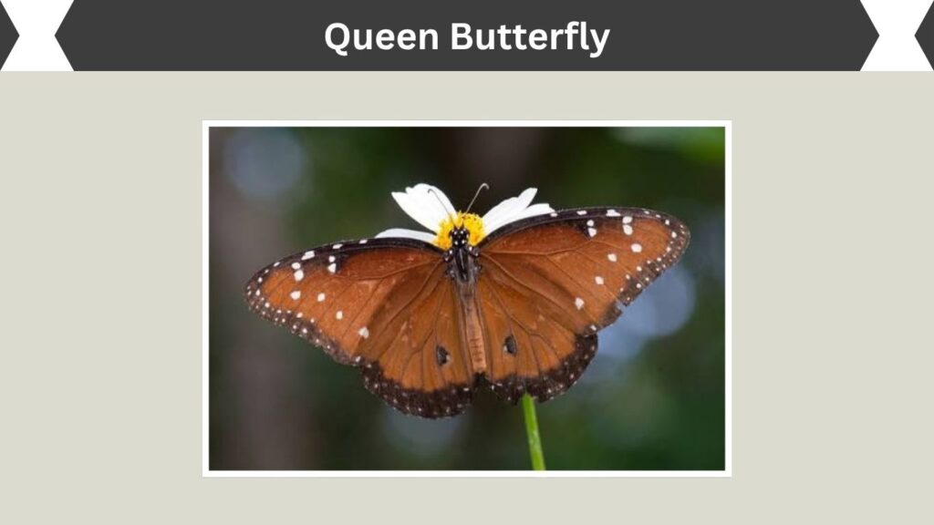 Queen Butterfly