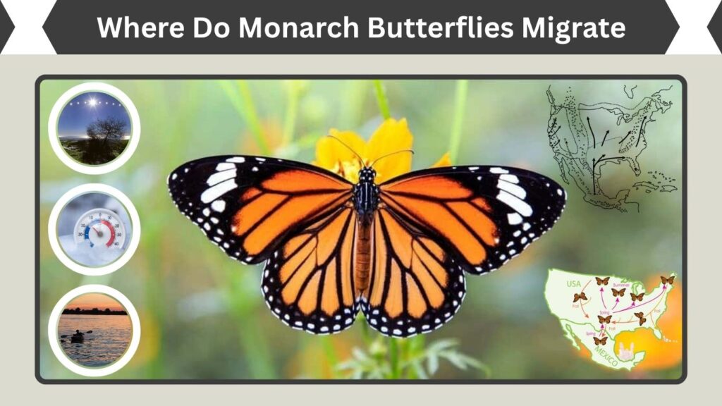 Where Do Monarch Butterflies Migrate To Each Year?