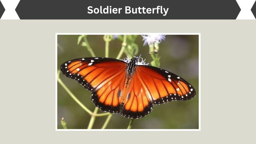 Soldier Butterfly