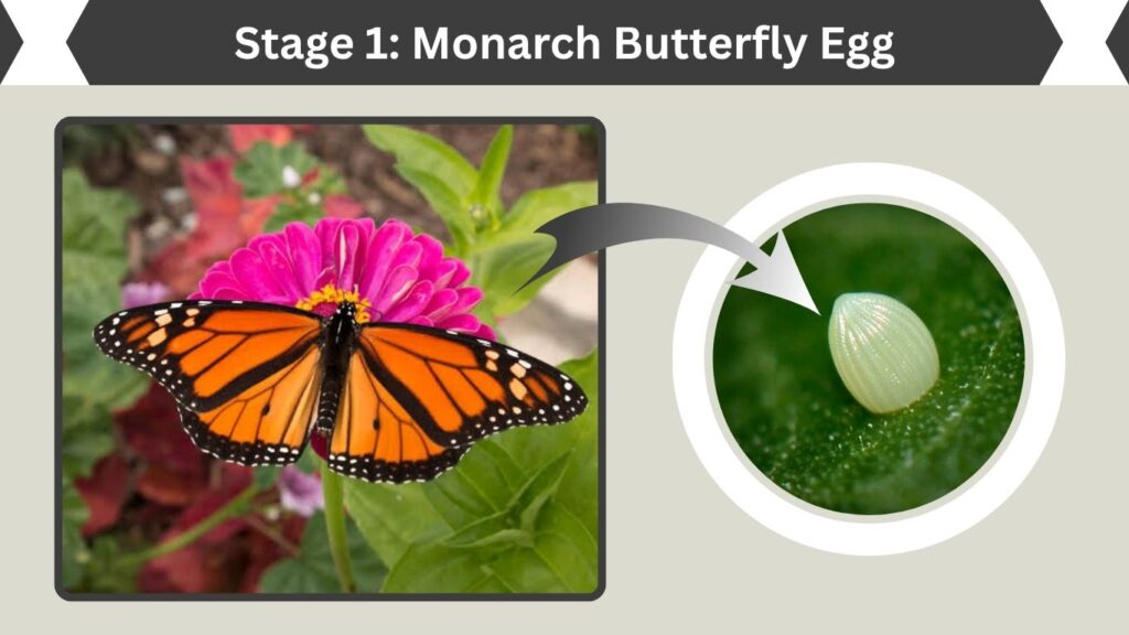 Stage 1: Monarch Butterfly Egg