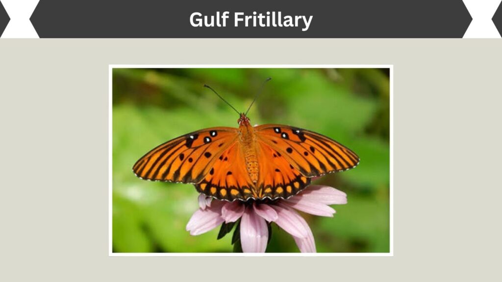 Gulf Fritillary