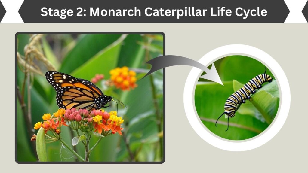 Stage 2: Monarch Caterpillar Life Cycle