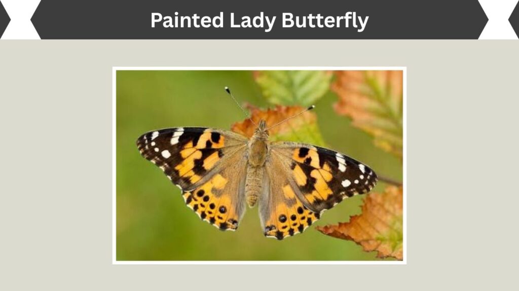 Painted Lady Butterfly