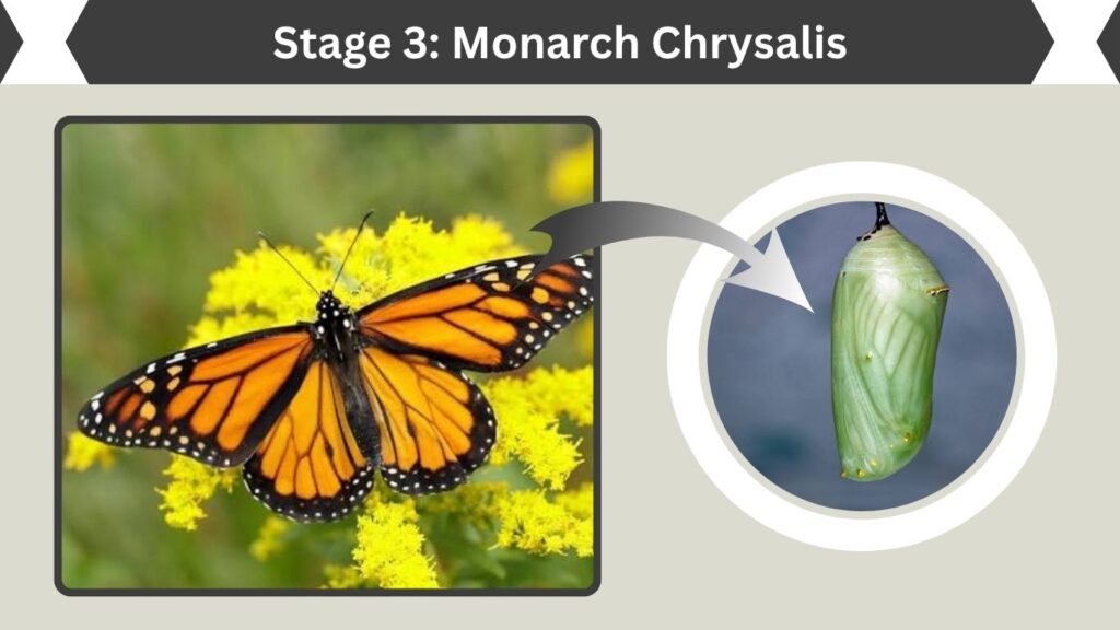 Stage 3: Monarch Chrysalis