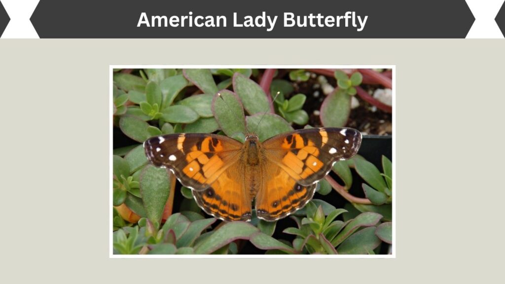 American Lady Butterfly