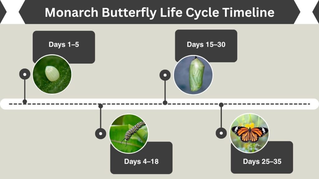 Monarch Butterfly Life Cycle Timeline