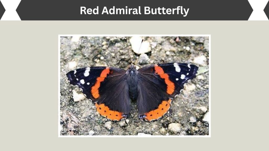 Red Admiral Butterfly