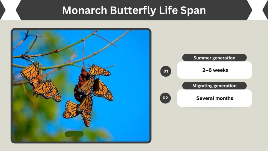 Monarch Butterfly Life Span