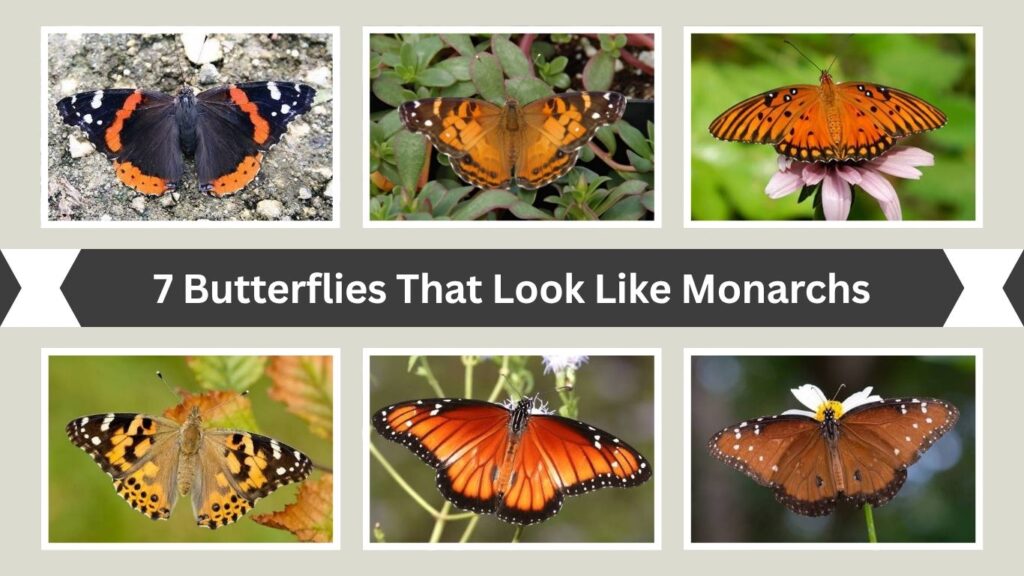 7 Butterflies That Look Like Monarchs: Identification with Pictures