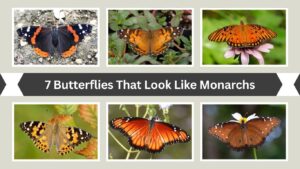 7 Butterflies That Look Like Monarchs: Identification with Pictures