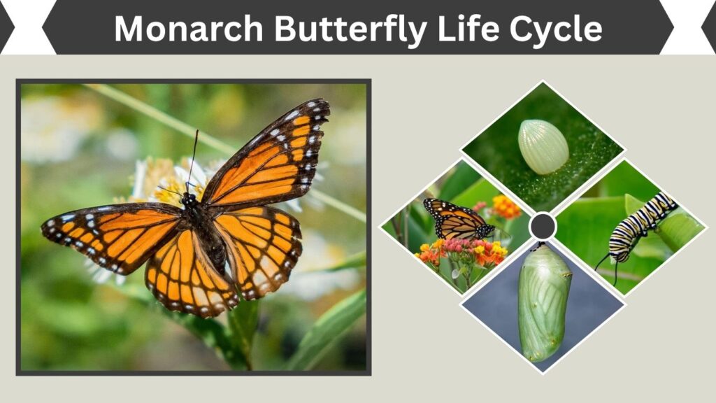 Monarch Butterfly Life Cycle: Stages, Timeline & Lifespan