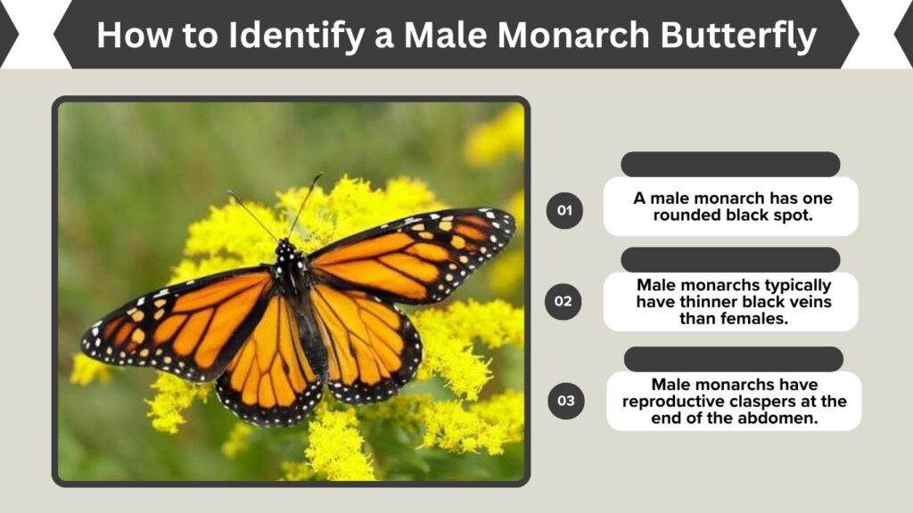 How to Identify a Male Monarch Butterfly
