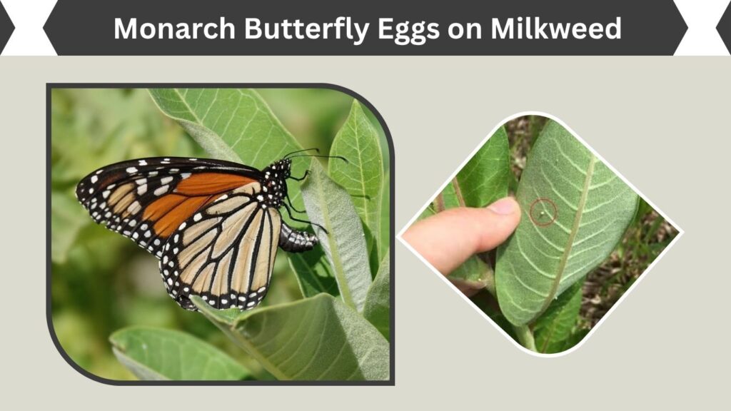 Monarch Butterfly Eggs on Milkweed