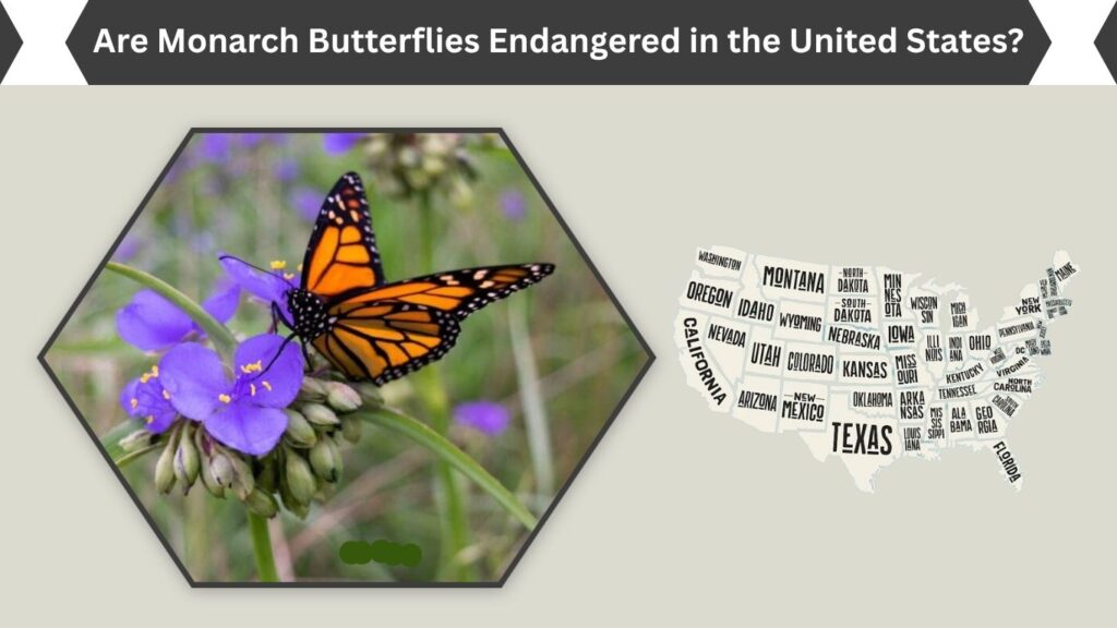 Are Monarch Butterflies Endangered in the United States?