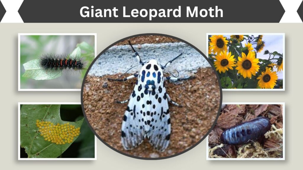 Giant Leopard Moth: Caterpillar, Size, Life Cycle and Facts