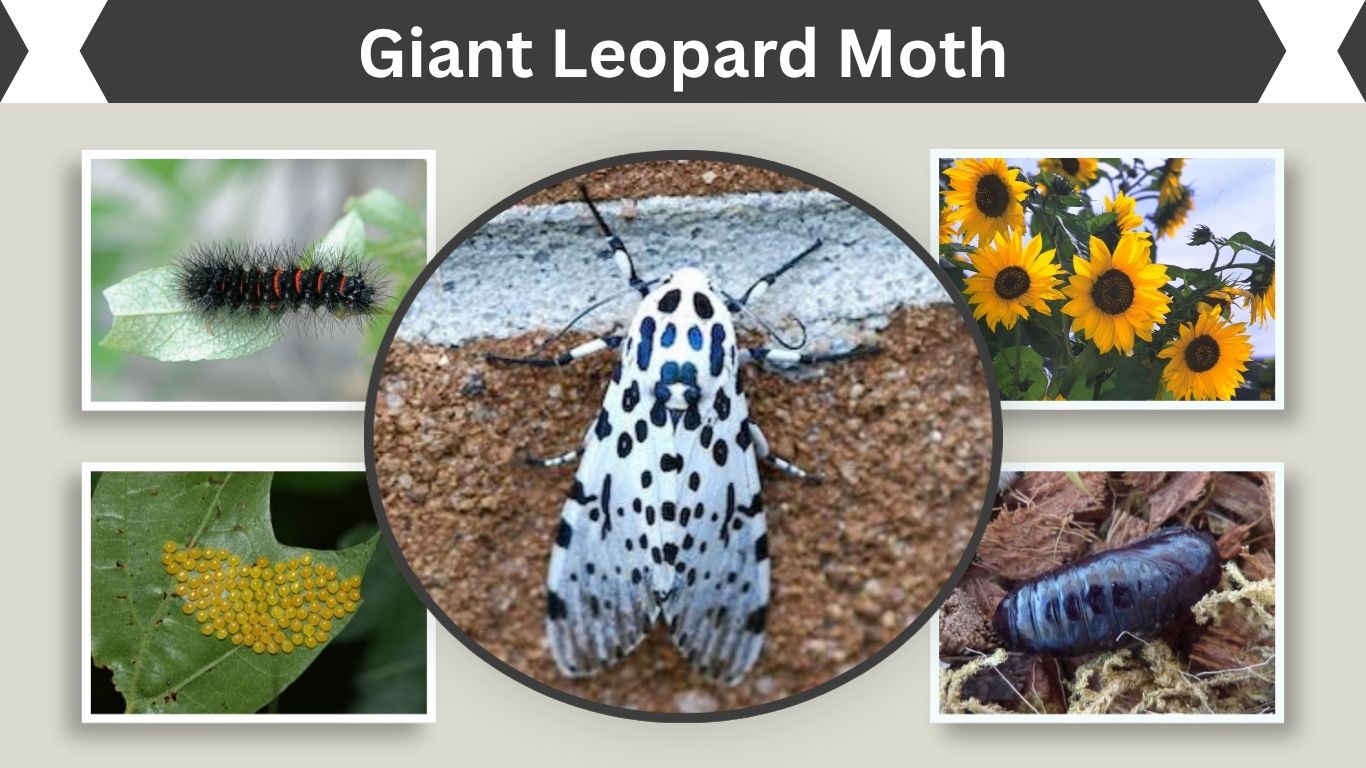 Giant Leopard Moth: Caterpillar, Size, Life Cycle and Facts