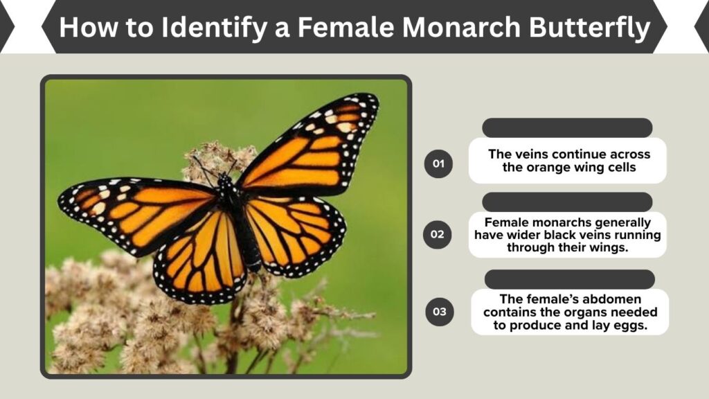 How to Identify a Female Monarch Butterfly