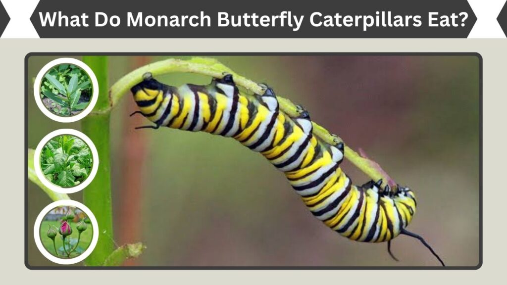 What Do Monarch Butterfly Caterpillars Eat?