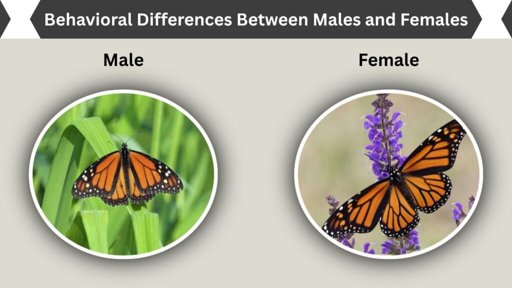 Behavioral Differences Between Males and Females