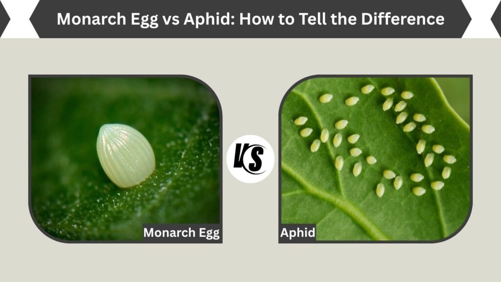 Monarch Egg vs Aphid: How to Tell the Difference