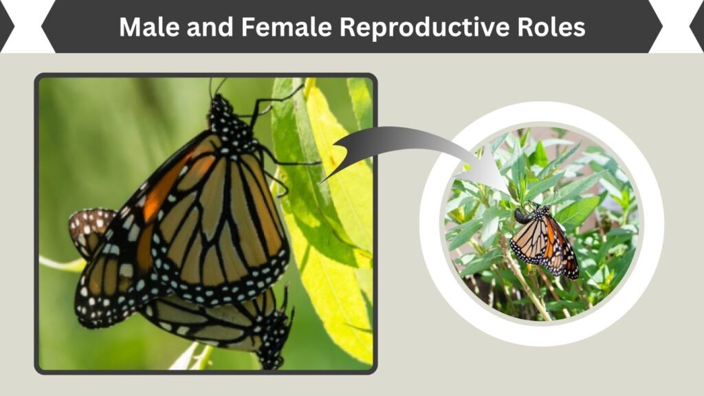 Male and Female Reproductive Roles