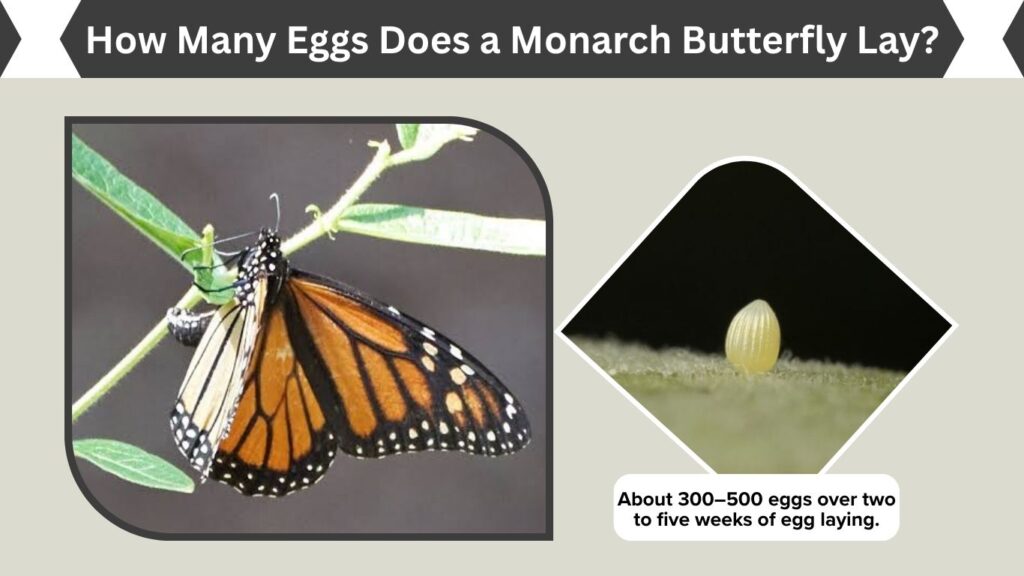 How Many Eggs Does a Monarch Butterfly Lay?