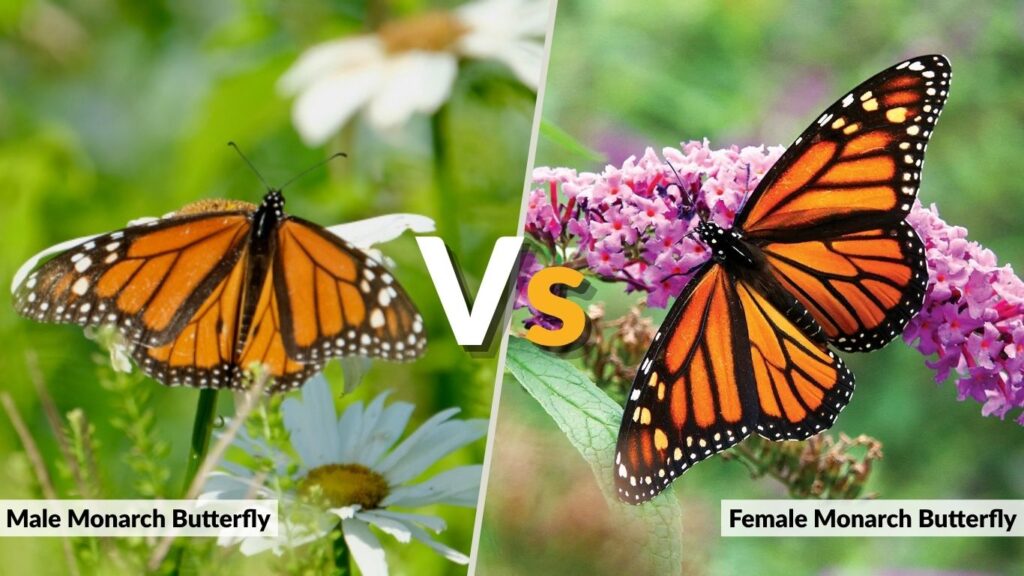 Male vs Female Monarch Butterfly: What Are the Differences?