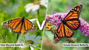 Male vs Female Monarch Butterfly: What Are the Differences?