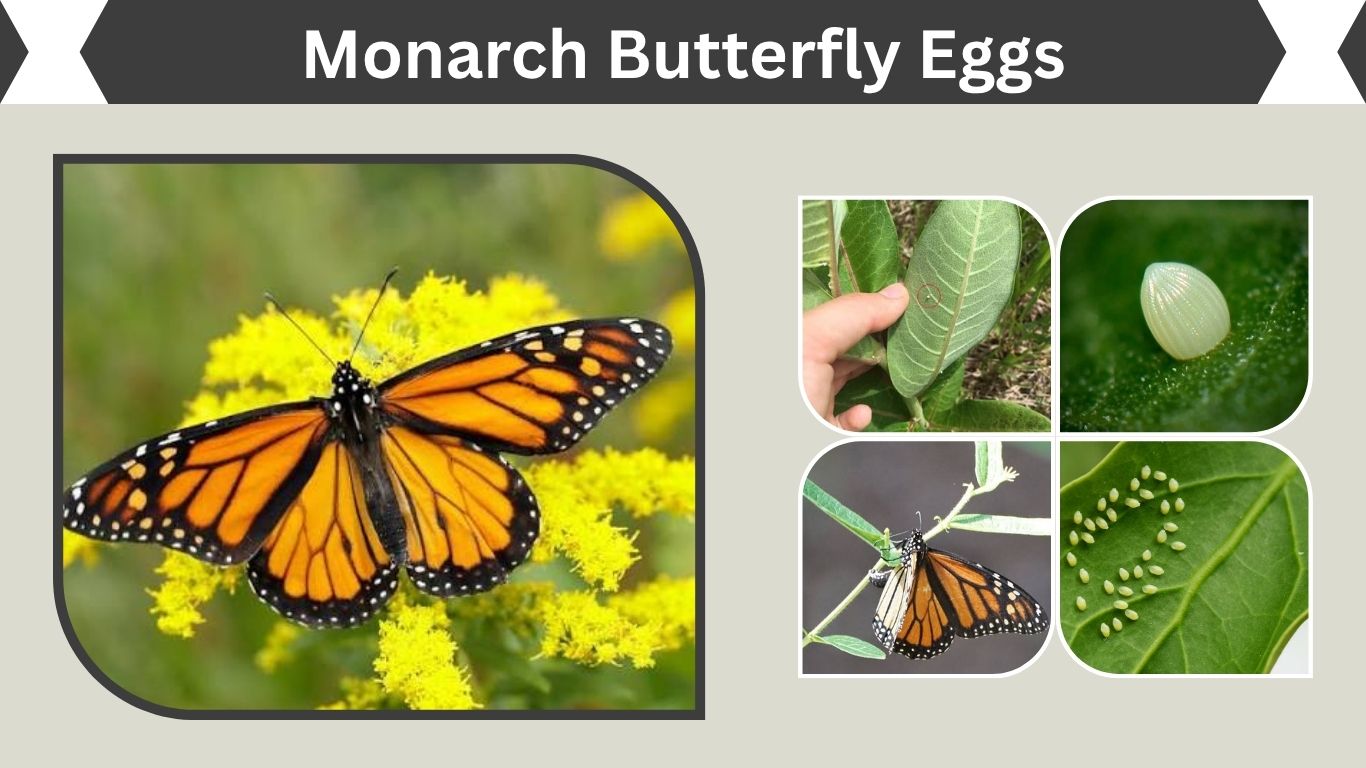 Monarch Butterfly Eggs: Identification, Milkweed & Hatching Guide