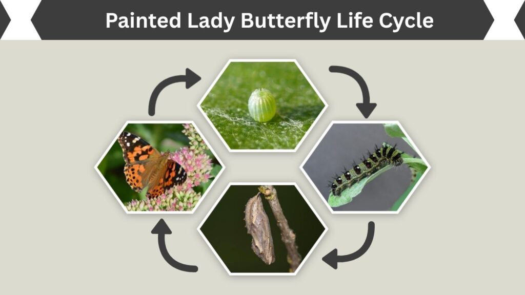 Painted Lady Butterfly Life Cycle