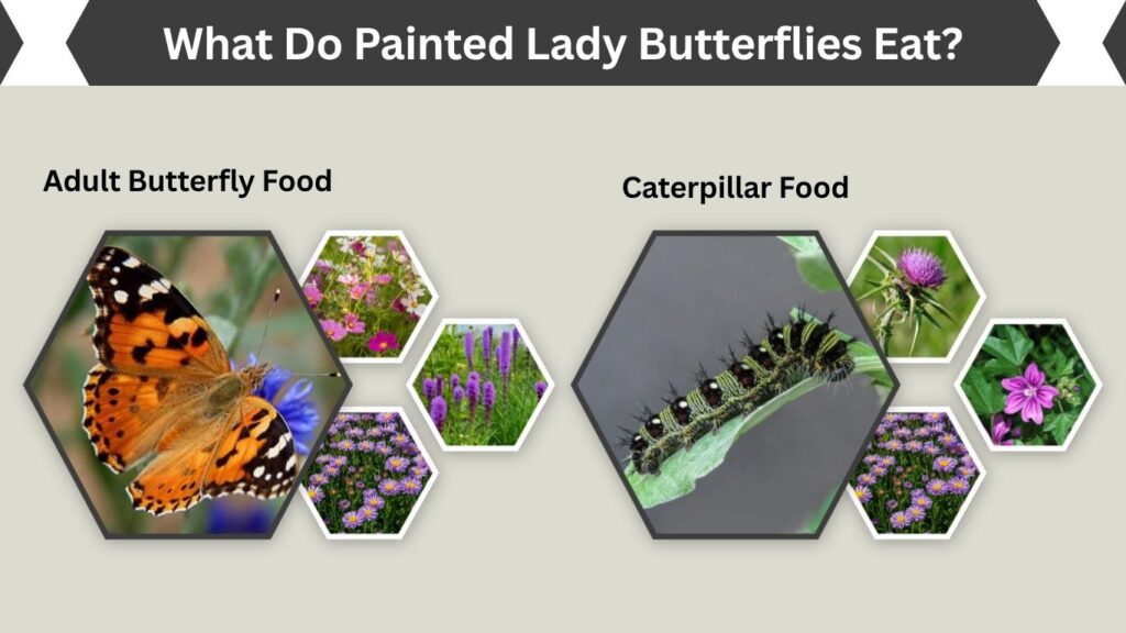 What Do Painted Lady Butterflies Eat?