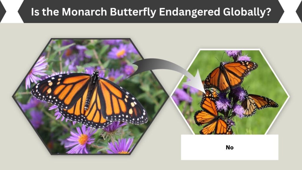 Is the Monarch Butterfly Endangered Globally?