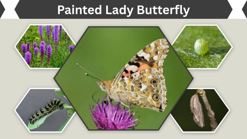 Painted Lady Butterfly: Identification, Life Cycle, Diet, and Habitat